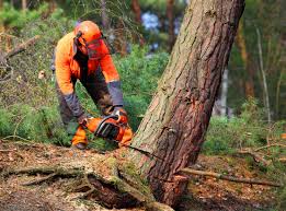 How Our Tree Care Process Works  in  South Fallsburg, NY